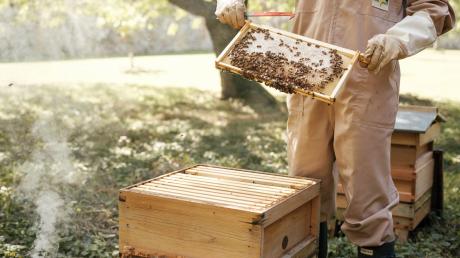 Prinzessin Kate im letzten Sommer bei der  Pflege eines Bienenstocks in den Gärten von Anmer Hall.