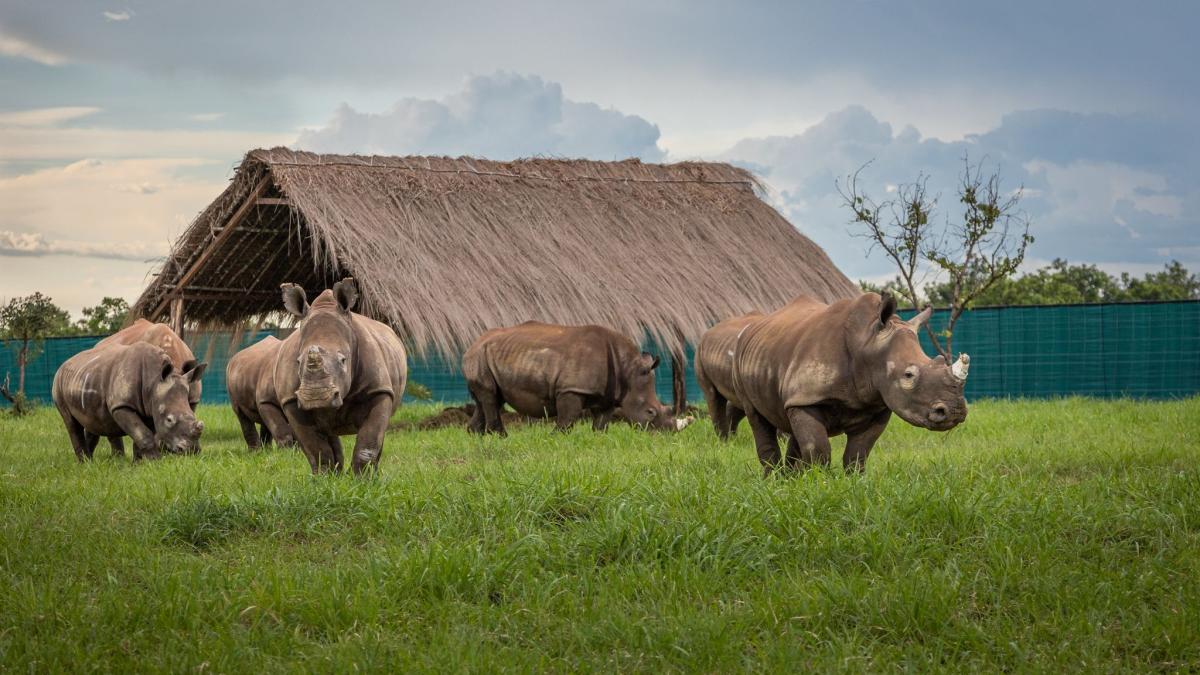 #Breitmaulnashörner kehren in den Kongo zurück