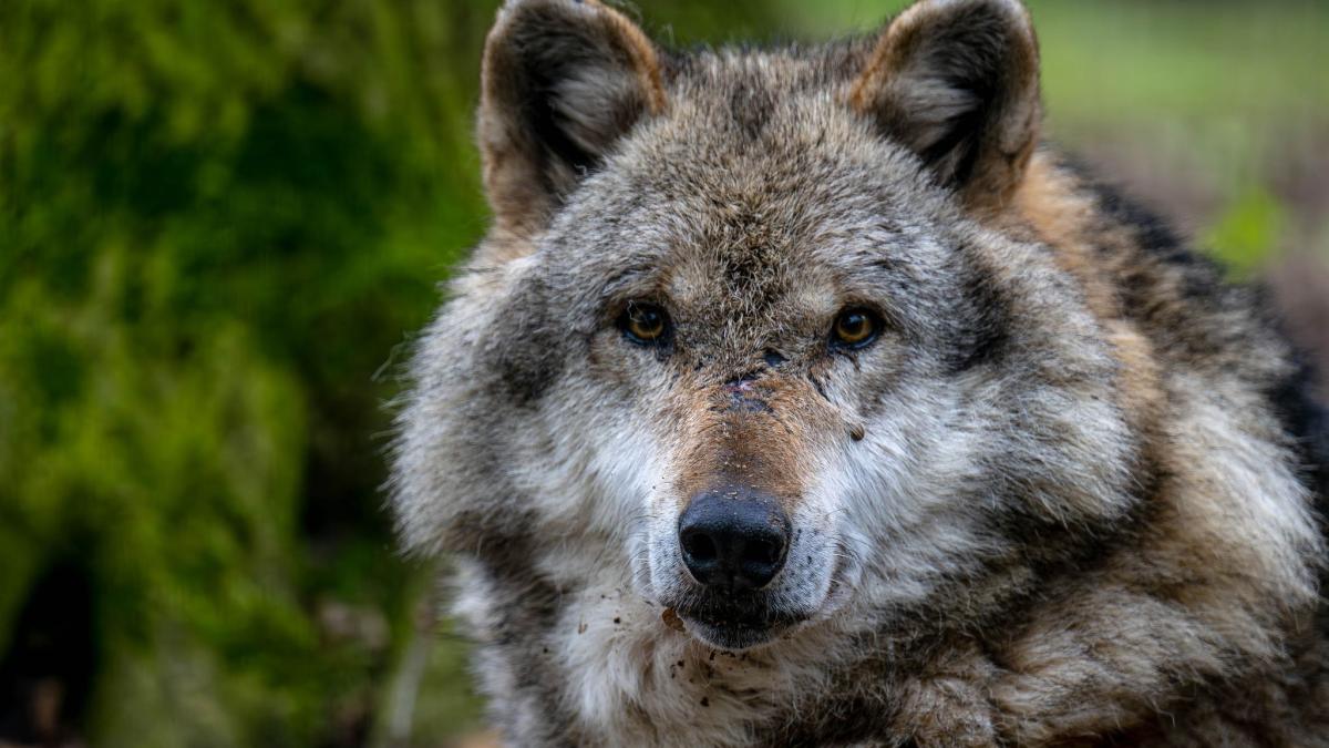 #Österreich und Schweiz senken Abschuss-Hürde für Wölfe