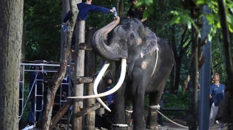 Ein Tierarzt gibt dem Elefanten Sak Surin Wasser.