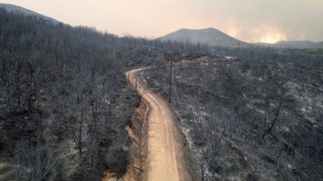 Blick auf einen verbrannten Wald  in der Nähe der Stadt Alexandroupolis in der nordöstlichen Region Evros.