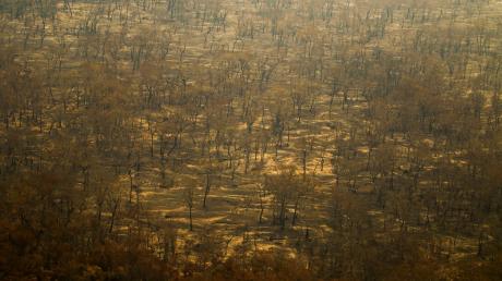 Verbrannte Bäume im Pantanal.