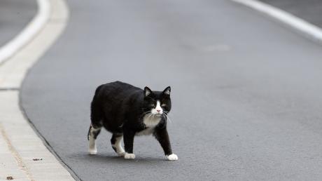 Eine Katze lief einer Fahranfängerin in Wattenweiler vors Auto. 