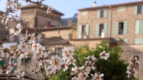 Frühlingshaftes Ambiente im Februar auf Mallorca: blühende Mandelbäume in Valldemossa.