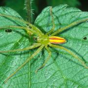 Die Grüne Huschspinne wurde 2004 zur Spinne des Jahres gewählt.