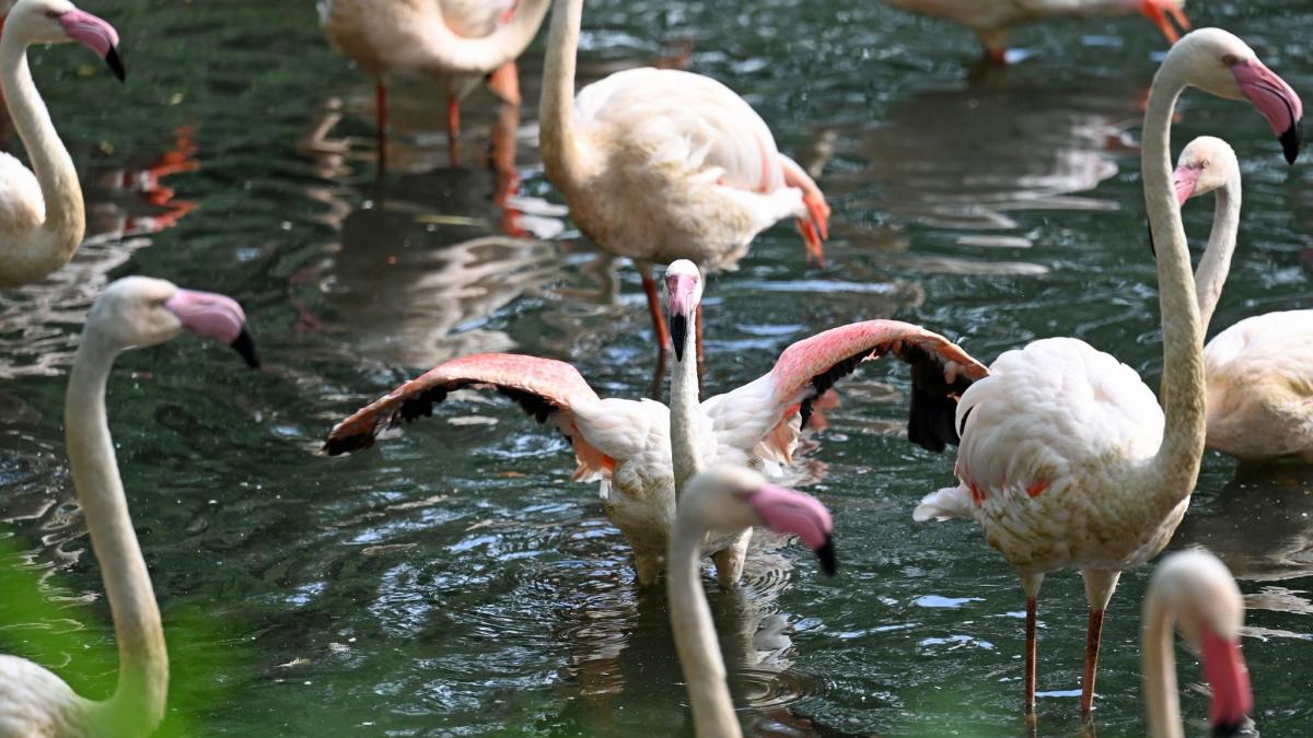 #Flamingo Ingo – ältester Bewohner des Berliner Zoos tot
