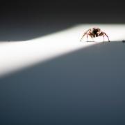 Eine Spinne krabbelt auf einer Fensterbank. Wer den ungebetenen Hausgast loswerden will, sollte ihn nicht die Toilette runterspülen.