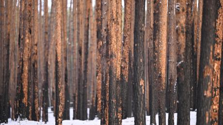 Durch einen Brand geschädigte Kiefern stehen im Landeswald Seddin.