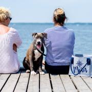 Badespaß oder Endstation Steg? Wo Hunde am Gardasee baden dürfen. 