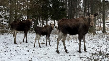 Eine Elchfamilie, bestehend aus einem Elchbullen, einer Elchkuh und einem Elchkalb, im Wildtierpark Öster Malma in Schweden.