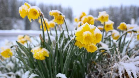 Schnee auf Osterglocken: Der späte Wintereinbruch hat nach Einschätzung des Deutschen Wetterdienstes "durchaus Seltenheitswert". 