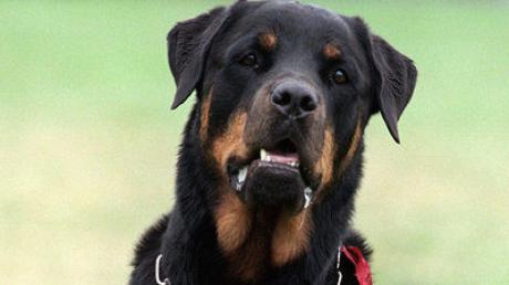 Rottweiler sind in Bayern Listenhunde der Kategorie 2. Ein Tierhalter aus Krumbach muss nach zwei Beißvorfällen nachweisen, dass sein Hund nicht gesteigert aggressiv ist.