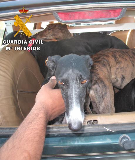 España/Hong Kong: Cazados y masacrados: El sufrimiento de los perros