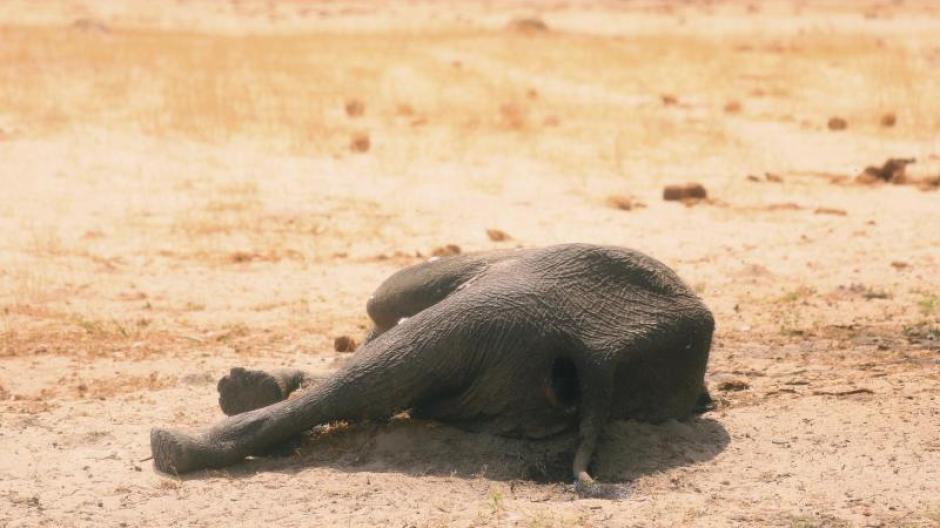Massensterben Ratsel Um Tote Elefanten Hunderte Tiere Sterben In Botswana Augsburger Allgemeine