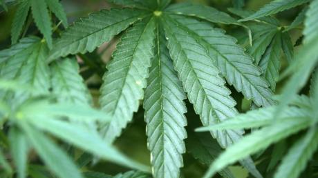 Cannabis: Die Ampel-Koalition plant eine "kontrollierte Abgabe an Erwachsene".