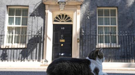 Kater Larry sitzt auf der Straße vor der Tür der Downing Street 10.