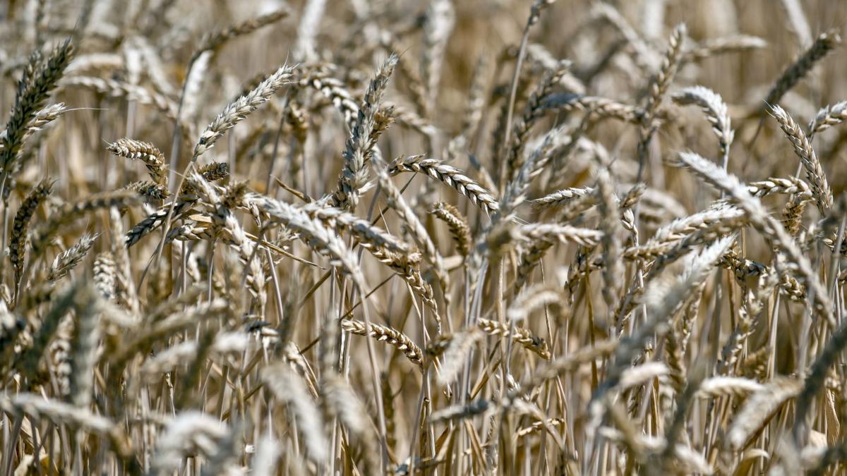 #Ukraine: Getreideexport: Gemeinsame Überwachung in Türkei geplant