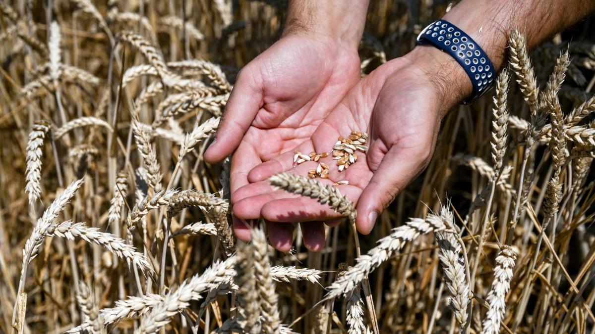 #Ukraine: Getreideexporte: Gemeinsame Überwachung in Türkei geplant