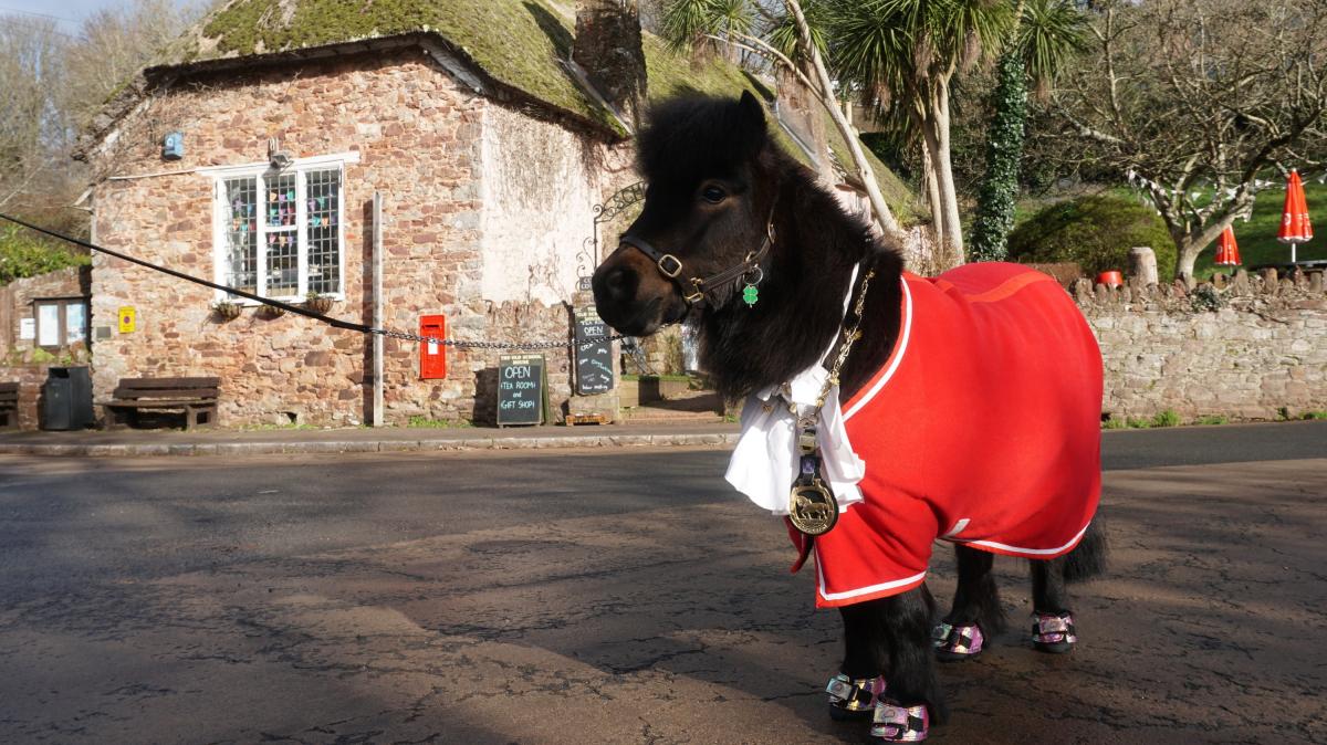 #Großbritannien: Ein Pony als Bürgermeister