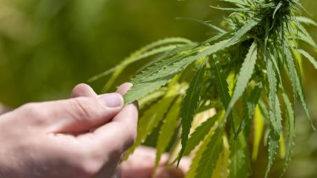 Die Cannabis-Legalisierung in Deutschland gilt. Doch bei welchen Beschwerden hilft die Pflanze eigentlich?