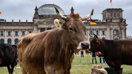 Protest-Aktion vor dem Reichstag. Immer weniger Rinder habe Zugang zu einer Weide. Darauf machen Greenpeace und die Arbeitsgemeinschaft bäuerliche Landwirtschaft aufmerksam.
