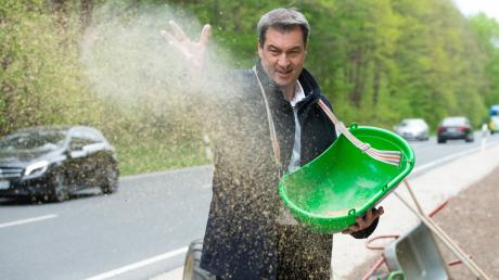 Bayerns Ministerpräsident Markus Söder bringt Saatgut für einen «Bienen-Highway» in Schwaig bei Nürnberg aus.
