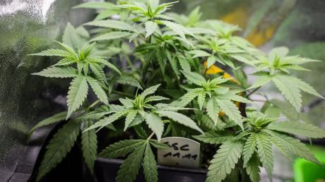 Die Teillegalisierung von Cannabis für Erwachsene steht am Freitag auf der Tagesordnung des Bundesrats.