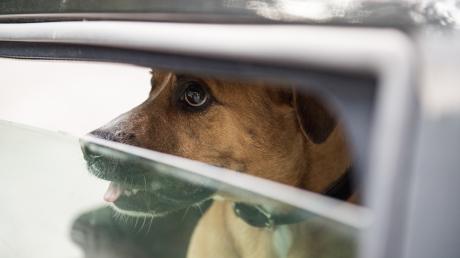 Immer wieder warnt die Polizei davor, Hunde im Auto alleine zu lassen. In Weilheim können die Beamten gerade noch rechtzeitig eingreifen.