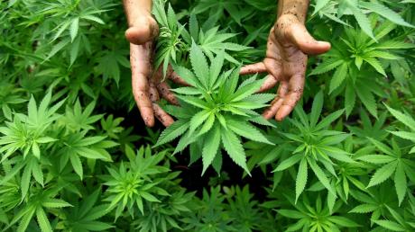 32 Cannabispflanzen versteckten zwei Brüder aus dem nördlichen Landkreis Günzburg in einem Kellerraum.
