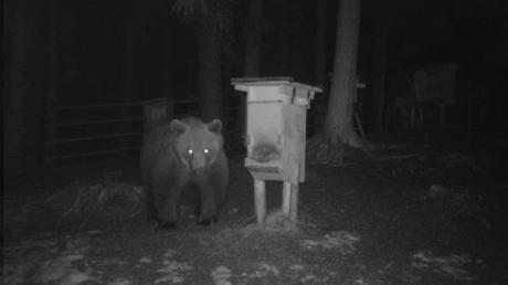 Im Lechtal ist ein Bär vor eine Wildkamera gelaufen. Aktuell suchen Jäger nach ihm. 