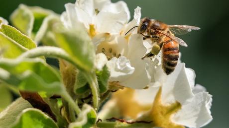 Auch um Bienen ging es 2019 beim Volksbegehren.
