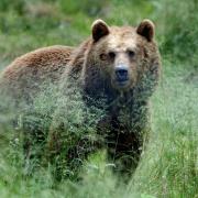 In Arco, ein kleiner Ort am Nordufer des Gardasees, lief vor Kurzem ein Bär durch die Straßen. 