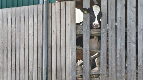 Drei Landwirte aus dem Unterallgäu sollen gegen das Tierschutzgesetz verstoßen haben.