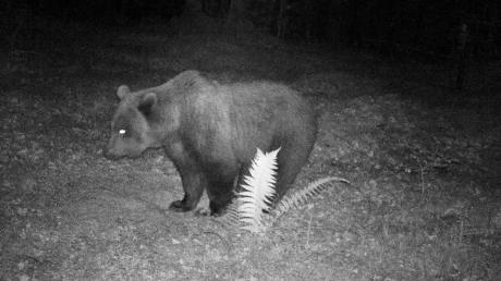 Dieser Bär löste gleich drei Mal innerhalb von einer Nacht die Sensorik von Wildkameras im Klausenwald bei Reutte aus.