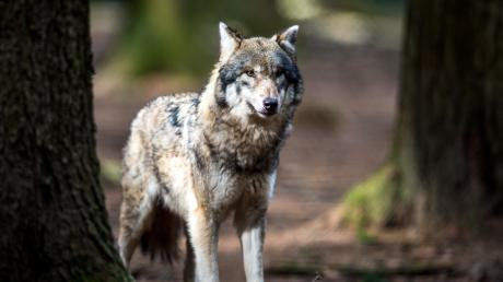 Nach dem Riss von Schafen in Honsolgen bei Buchloe wird im Allgäu über den Wolf diskutiert.