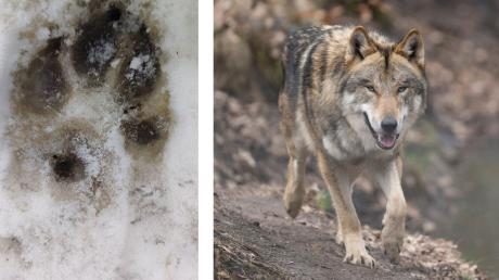 Diese Spur fand ein Jäger nach einem Wildtierriss im Rappenalptal im Schnee. Jetzt bestätigen die Behörden: Ein Wolf war am Werk.
