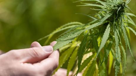 Die geplante Teil-Legalisierung von Cannabis sorgt auch im Allgäu für Diskussionen.