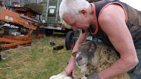 Gottfried Bäßler (65) aus Amberg schert Schafe zügig, aber vorsichtig, um sie nicht zu verletzen. Nur wenige Minuten braucht er, die Tiere lassen die Prozedur lammfromm über sich ergehen.