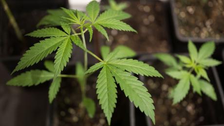 Cannabis-Clubs können durch die Teillegalisierung nun selbst Pflanzen anbauen.