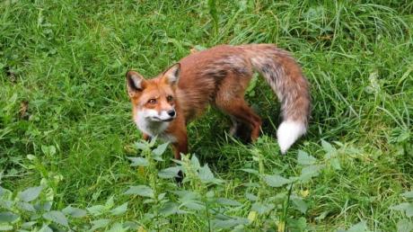 Tollwut kann über verschiedene Tiere übertragen werden. Der Fuchs ist eines von ihnen.