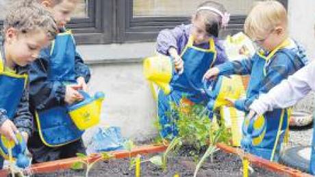 Die Buben und Mädchen des Kindergartens St. Felizitas in Bobingen-Nord pflegen nun ihr eigenes Gemüsebeet. 
