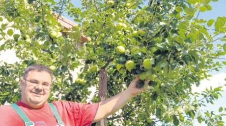 Christian Müller sieht eine gute Ernte vorher und rät, Apfelbäume jetzt notfalls zu stützen oder mit einem Sommerschnitt zu entlasten.   