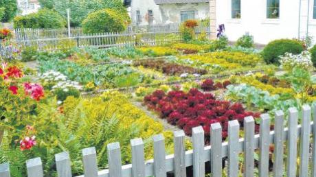 Im Garten der Familie Schreiegg in Scherstetten wachsen jedes Jahr Salatköpfe in vielen Farben. 