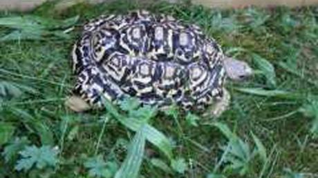 Diese Schildkröte wurde auf dem Gelände des Bauhofs gefunden.