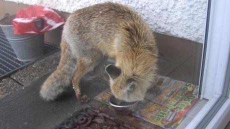 Das für die Hauskatzen bereitgestellte Katzenfutter hat der Fuchs als eine willkommene Bereicherung für sein Speisezettel entdeckt. 