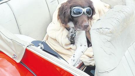 So lässt es sich auch als Hund auf einer Rallye aushalten: mit Wolldecke und Schutzbrille.