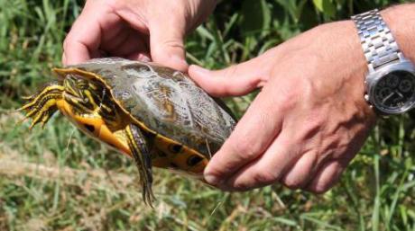 Waschi heißt inzwischen diese Bewohnerin des Paintensees bei Schwabmünchen. Der Name ist eine Abkürzung von „Wasserschildkröte“. 