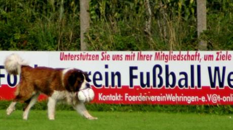 Ein Bernhardiner schnappte beim Kreisligaspiel zwischen dem FSV Wehringen und dem TSV Diedorf den Kickern den Ball weg.  

