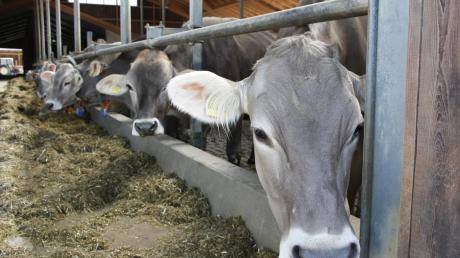 Die Milchbauern wollen mehr für Geld für ihr Produkt.