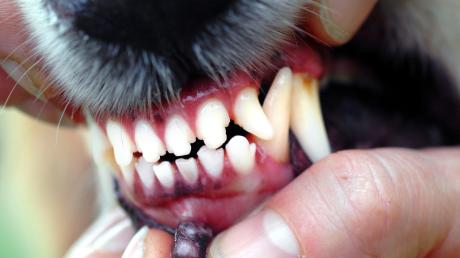 Seine Zähne zeigte ein Hund am Samstag einem Einbrecher in Ggroßaitingen. Mit Erfolg.